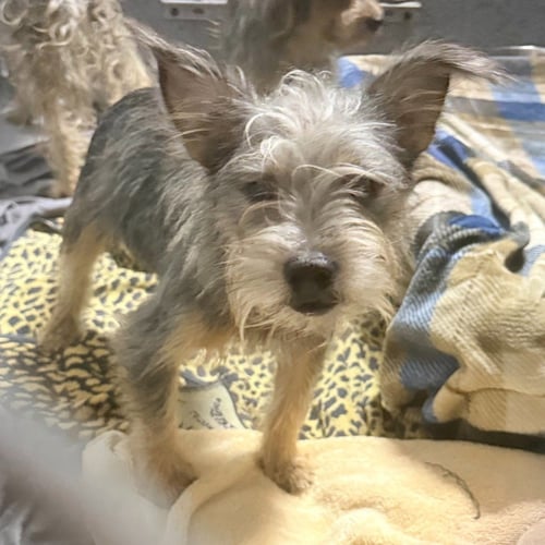 CASHEW - Yorkshire Terrier Yorkie available for adoption