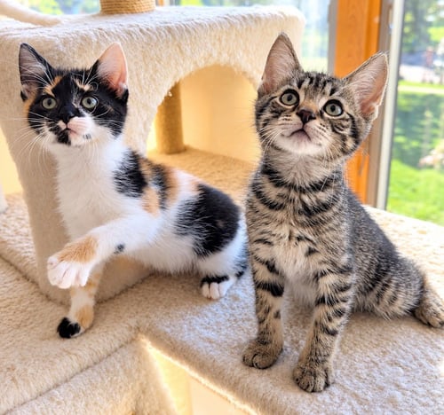 DANIELLE - Domestic Short Hair available for adoption