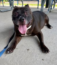 Hank - Photo 2