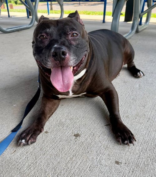 HANK - American Staffordshire Terrier available for adoption