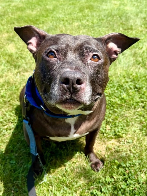HANK - American Staffordshire Terrier available for adoption