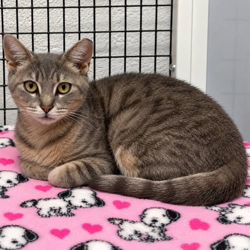 FAYE - Domestic Short Hair available for adoption