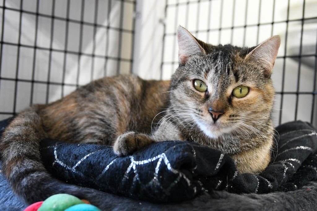 NAIA - Domestic Short Hair available for adoption