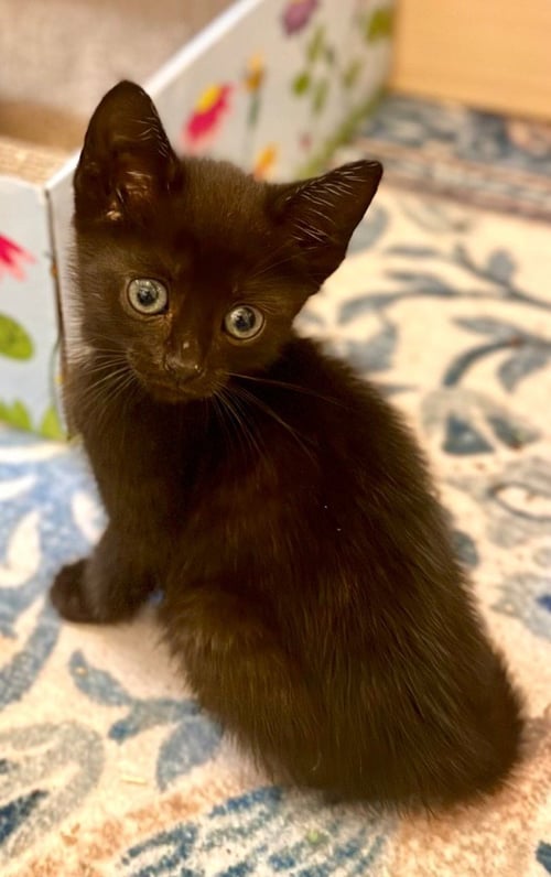 FIORELLA - Domestic Short Hair available for adoption