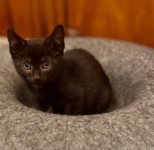 FIORELLA - Domestic Short Hair available for adoption