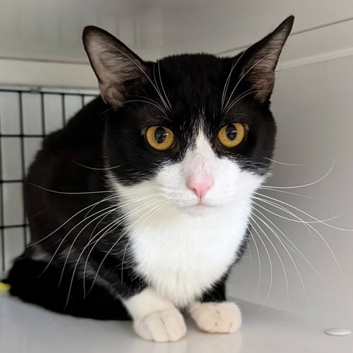 SALEM - Domestic Short Hair available for adoption