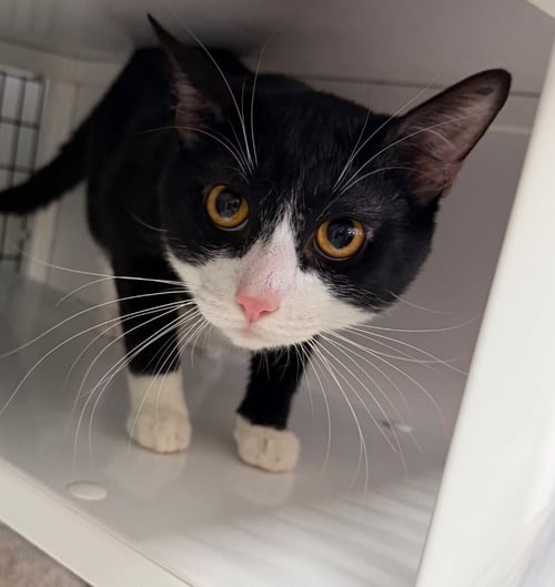 SALEM - Domestic Short Hair available for adoption