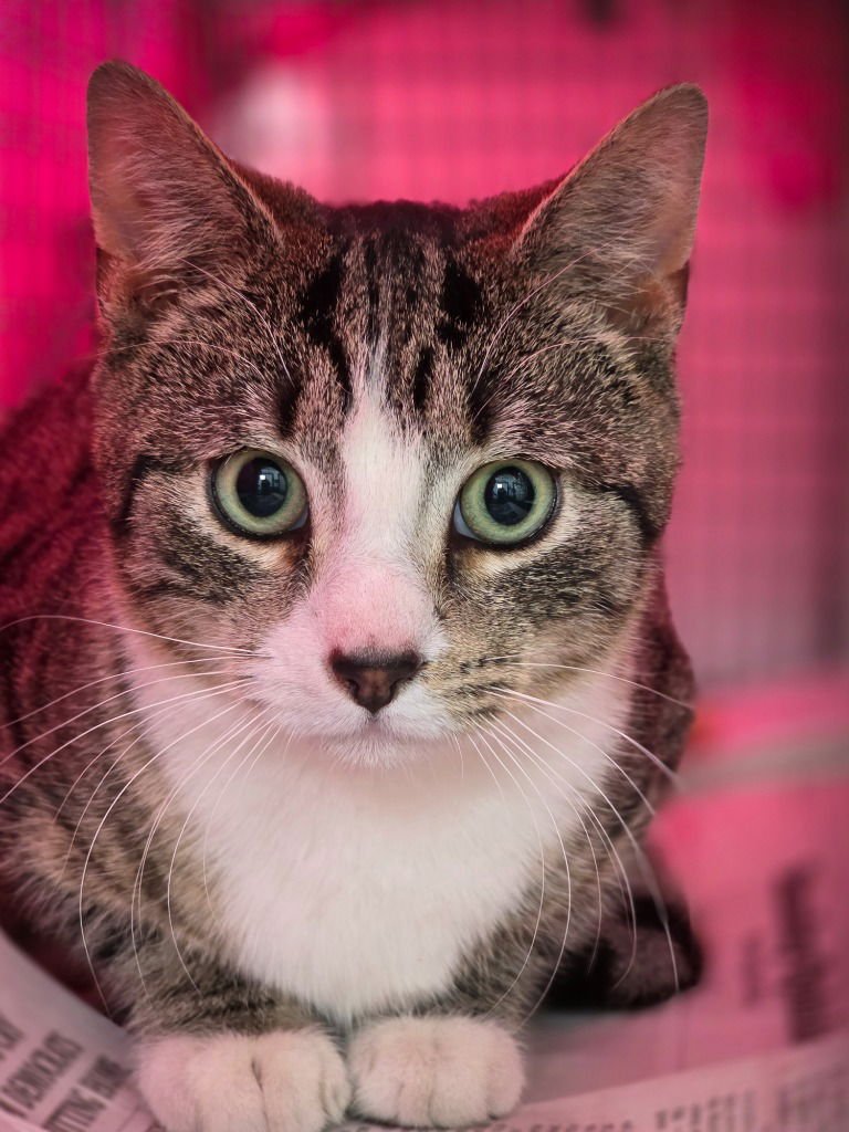 ALFREDO - Domestic Short Hair available for adoption