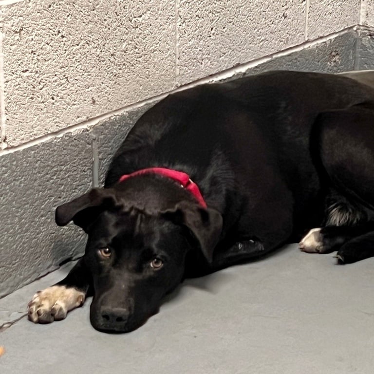 Zoey Image