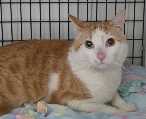 TINKER - Domestic Short Hair for adoption in Trenton