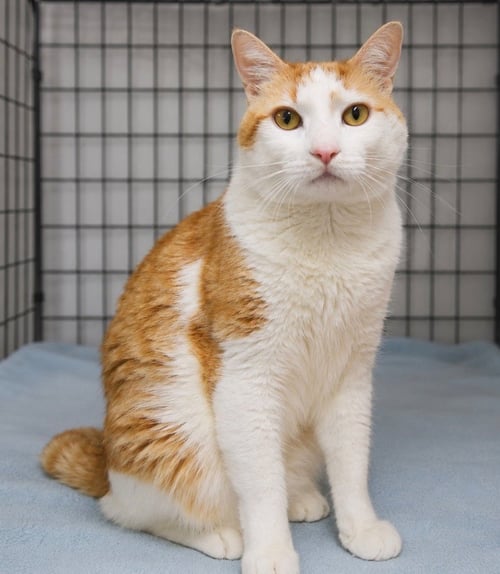 TINKER - Domestic Short Hair available for adoption