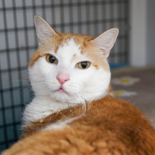 TINKER - Domestic Short Hair available for adoption