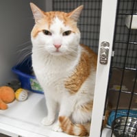 Tinker - Photo 3