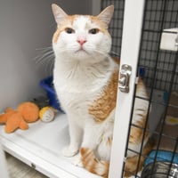 Tinker - Photo 4
