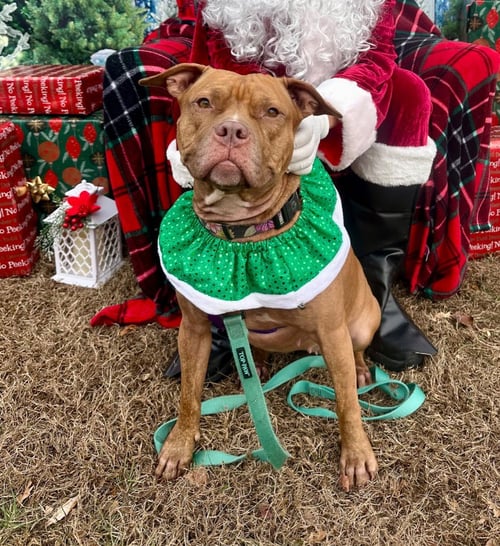 FIONA - American Staffordshire Terrier available for adoption
