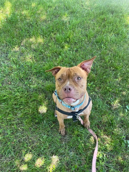FIONA - American Staffordshire Terrier available for adoption