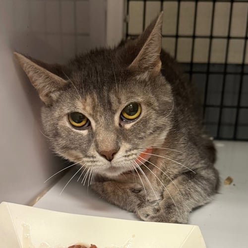 ASH - Domestic Short Hair available for adoption