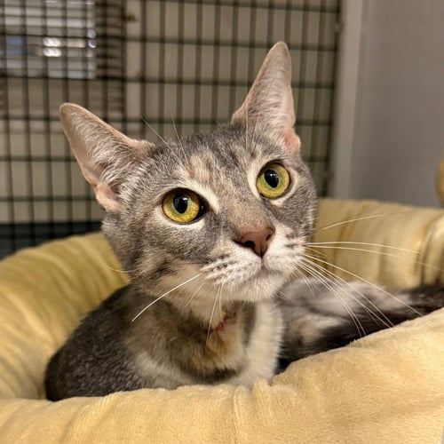 ASH - Domestic Short Hair available for adoption