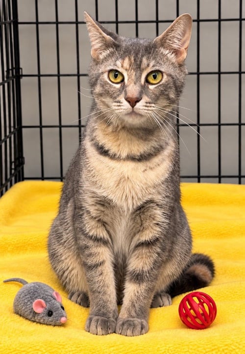ASH - Domestic Short Hair available for adoption