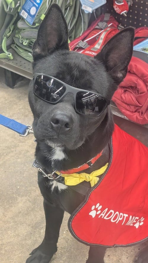 DANTE - Shepherd / Husky available for adoption