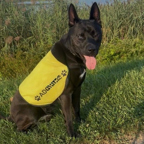 DANTE - Shepherd / Husky available for adoption