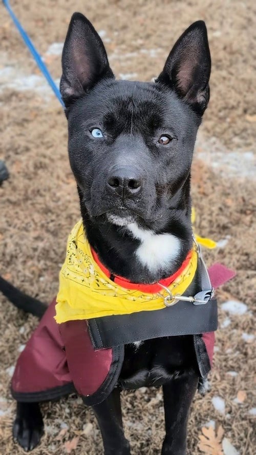 DANTE - Shepherd / Husky available for adoption