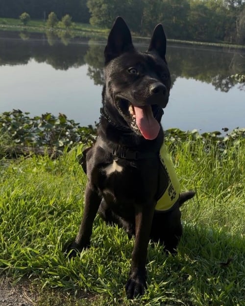 DANTE - Shepherd / Husky available for adoption