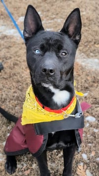 Dante - Photo 1