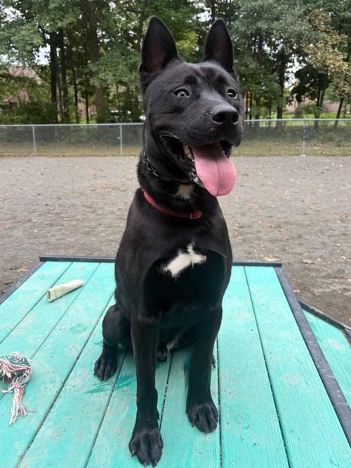 DANTE - Shepherd / Husky available for adoption