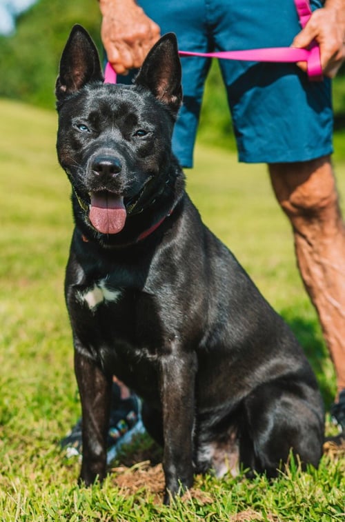 DANTE - Shepherd / Husky available for adoption