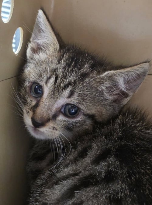 SPENCER - Domestic Short Hair available for adoption