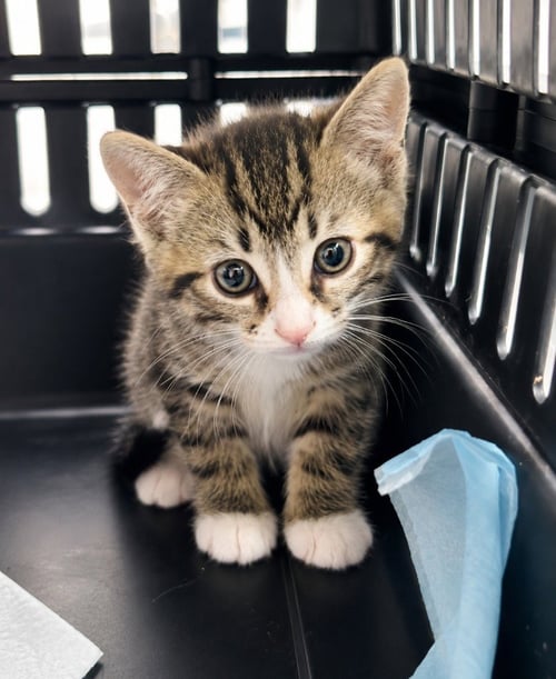 NICK - Domestic Short Hair available for adoption