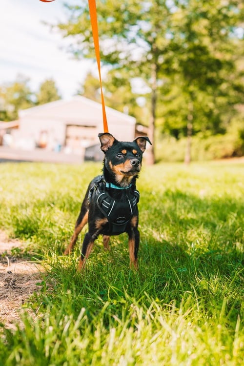 ICEE - Miniature Pinscher / Chihuahua available for adoption