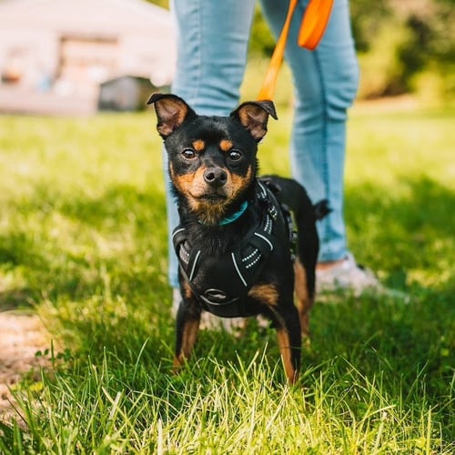 ICEE - Miniature Pinscher / Chihuahua available for adoption