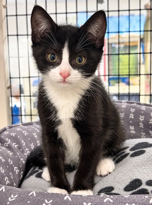 ELI - Domestic Short Hair available for adoption