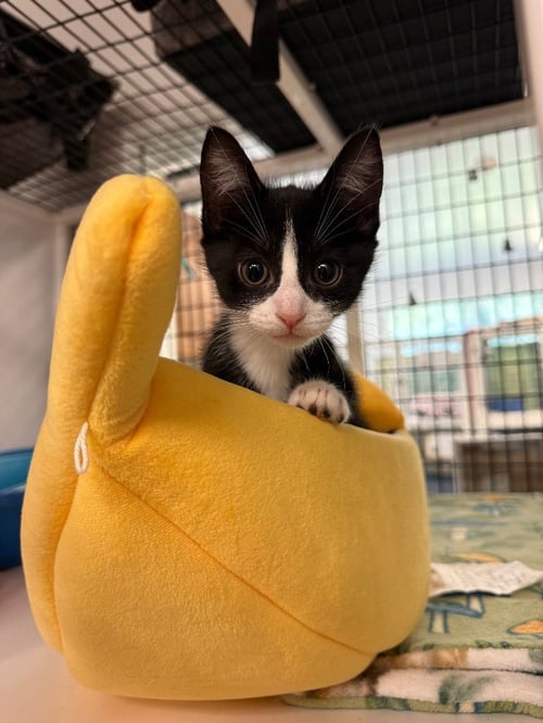 ELI - Domestic Short Hair available for adoption
