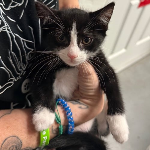 ELI - Domestic Short Hair available for adoption