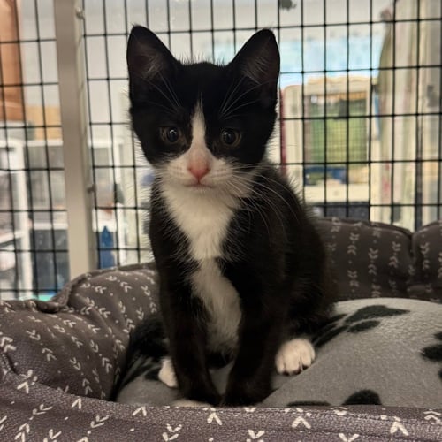 ELI - Domestic Short Hair available for adoption