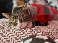 Milo - Photo 1