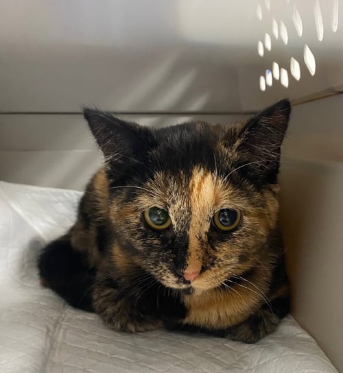 ACORN - Domestic Short Hair available for adoption