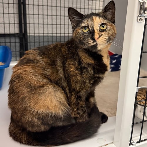 ACORN - Domestic Short Hair available for adoption