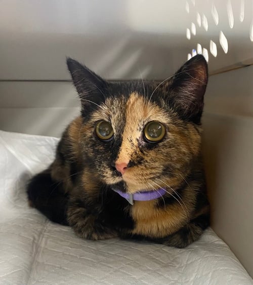 ACORN - Domestic Short Hair available for adoption