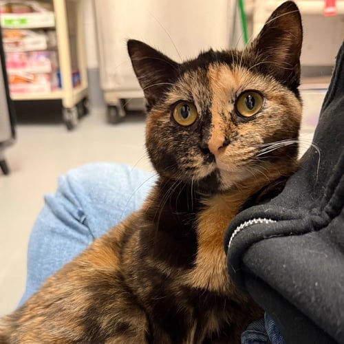 ACORN - Domestic Short Hair available for adoption