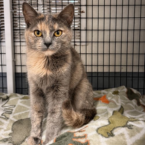 NIKKI - Domestic Short Hair available for adoption