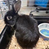 Mabel - Photo 2