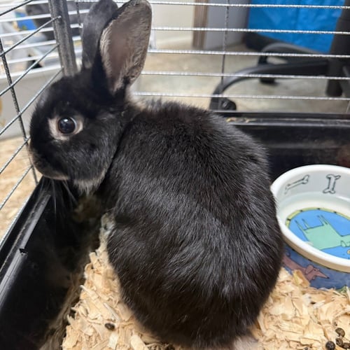 MABEL - Silver Marten available for adoption