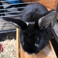 Mabel - Photo 3
