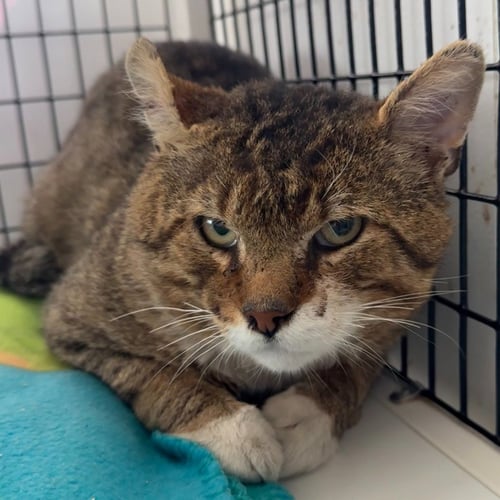 CHEX - Domestic Short Hair available for adoption