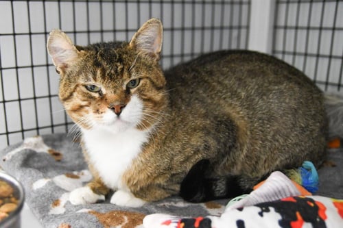 CHEX - Domestic Short Hair available for adoption