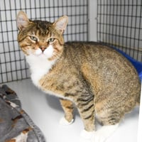 Chex - Photo 3